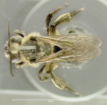 Media type: image;   Entomology 609596 Aspect: habitus dorsal view